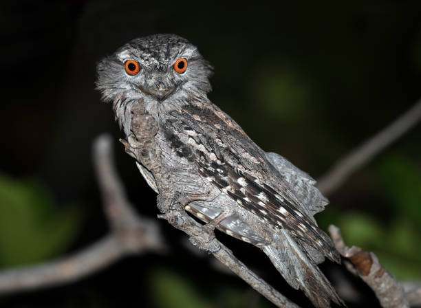 istock Tawny Frogmouth (Podargus strigoides) 1208887072