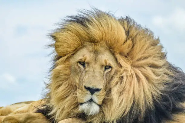 Photo of Closeup of a majestic young brown lion during a South African Safari