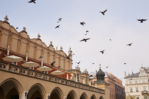 Birds flying in blue sky at the main square of Krakow city, Poland