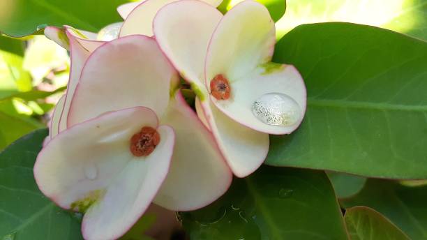 istock flowers garden 1208889085