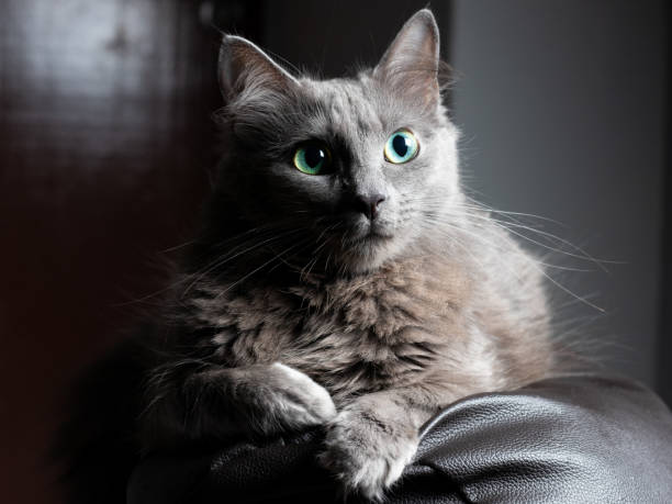 Grey cat with little vertical pupils and green eyes. Little yellow color in cat eyes Nebelung cat dilation stock pictures, royalty-free photos & images