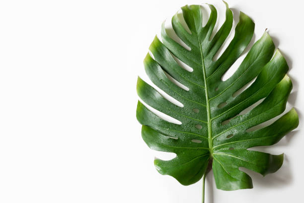 istock Leaf of Monstera isolated on white. View from above. Space for text. 1208891005