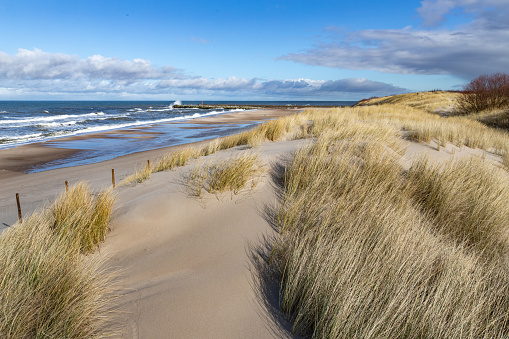 Dunes at the seaside in Central Europe. Vegetation growing on sandy dunes by the sea. Spring season.