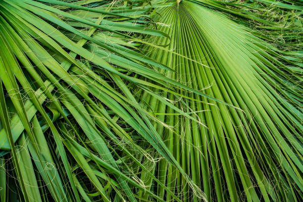 istock tropical palm leaves, jungle leaf floral background 1208892771