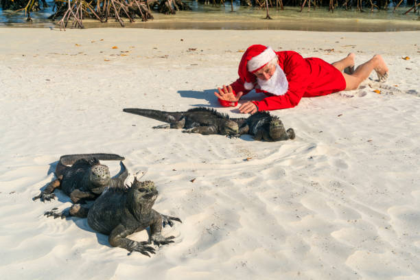 Santa Clause with Iguanas  on Galapagos public beach