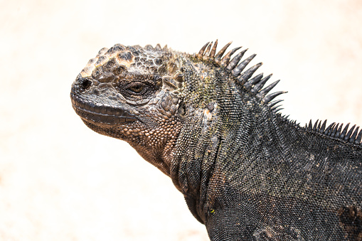 Portrait of Marine iguana, head only against blurred sun background. It is endemic to Galapagos islands and can feed in sea, unique for modern reptiles.