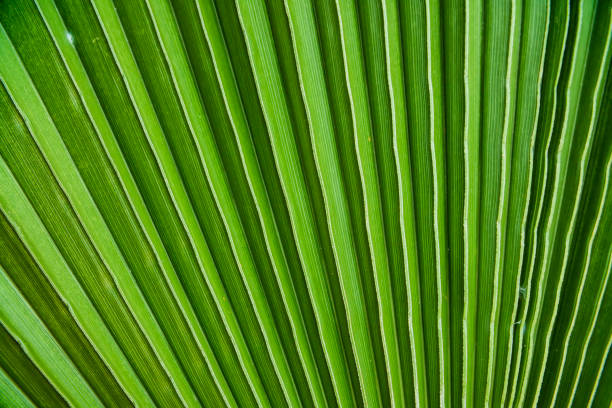 istock close up tropical palm leaves, jungle leaf floral background 1208893788