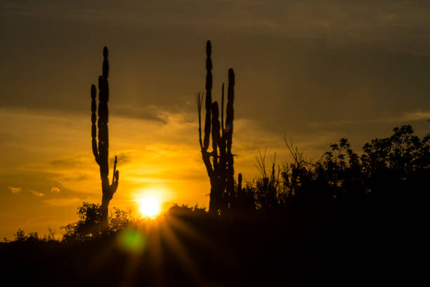 istock Sun set behind cactus landscape, Galapagos 1208893920