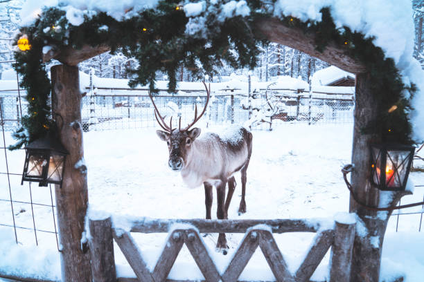 istock Reindeer is ready for Christmas 1208895361