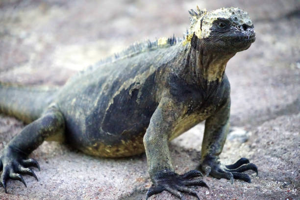 Portrait of one iguana, which is endemic to the Galápagos Islands, Ecuador.