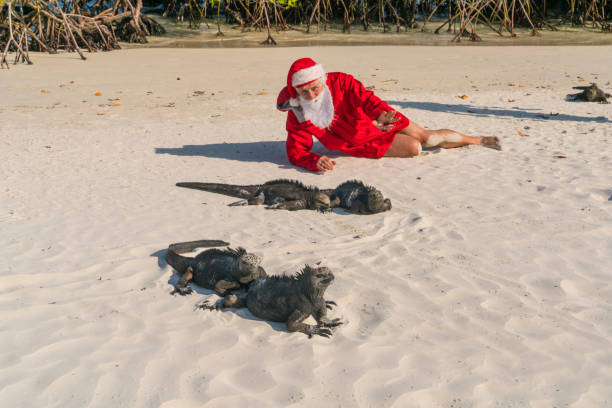 istock Santa Clause with Iguanas  on Galapagos public beach 1208896025
