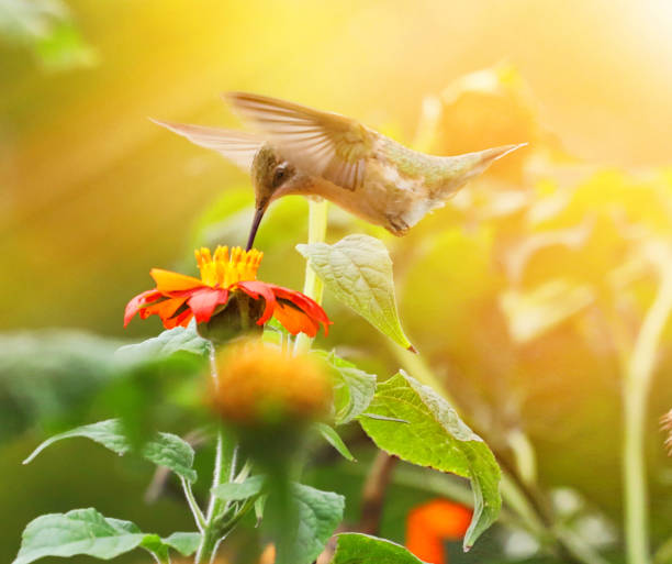 high key photo of ruby-throated hummingbird and zinnias - throated imagens e fotografias de stock