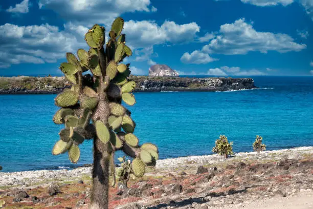 Photo of Stunning jurassic coastal landscaoes, with unique tall cactus trees, Plaza Sur Island, Galapagos Islands, Ecuador.