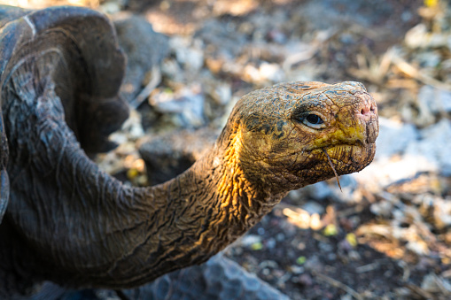 Galapagos giant tortoise - side view of head and neck only, Ecuador