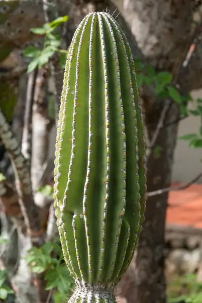 Photo of Candelabra cacti, Puerto Baquerizo Moreno, San Cristobal Island, Galapagos Islands, Ecuador