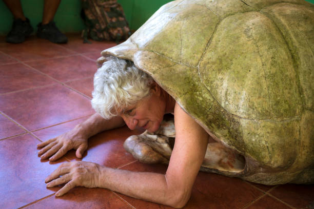 Senior men in shell of Galapagos giant tortoise pretending to be one, Galapagos islands in Ecuador.