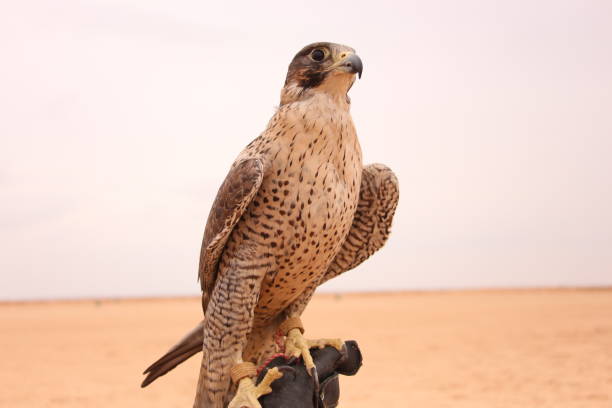 istock domestic hawk on the desert . 1208897970