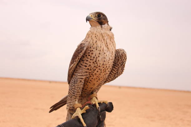 istock domestic hawk on the desert . 1208897982