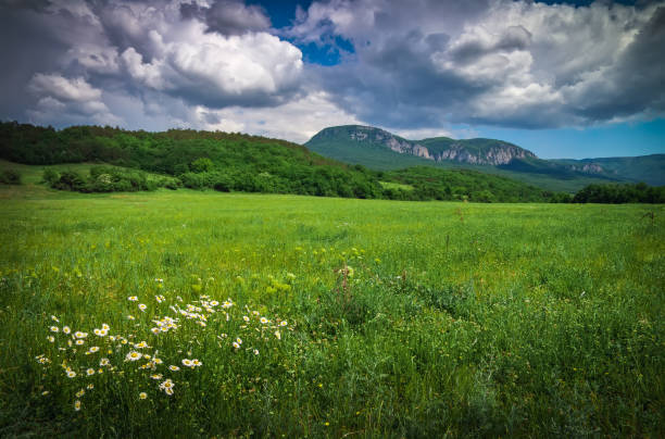 istock Green meadow in mountain. Composition of nature. 1208899195