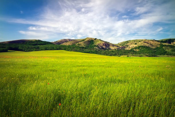 istock Green meadow in mountain. Composition of nature. 1208899748
