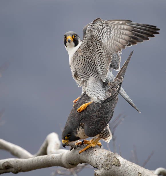 istock Peregrine Falcon 1208899941