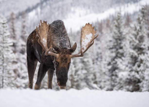 alce a jasper canada - canada moose winter snow foto e immagini stock