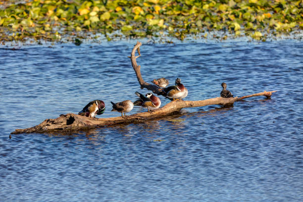 istock wood ducks standing on a dead tree trunk in a lake 1208901004