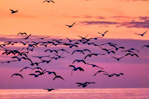 flock of migratory Snow Geese flying at sunset