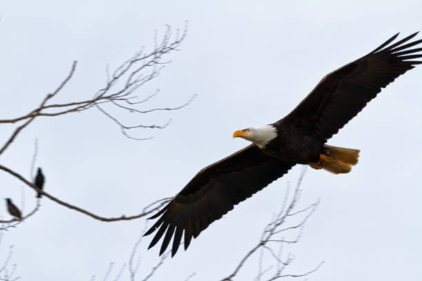 istock bald eagle flying up to a tree,  Beach Grove, Delta, BC, Canada 1208901057