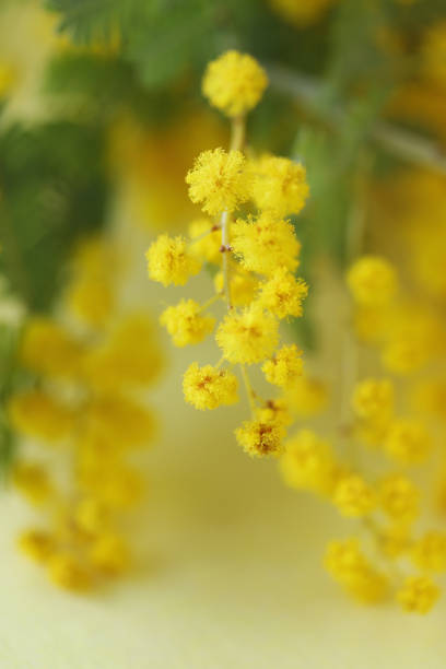 istock mimosa bouquet 1208901386