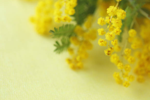 mimosa bouquet mimosa bouquet wattle flower stock pictures, royalty-free photos & images