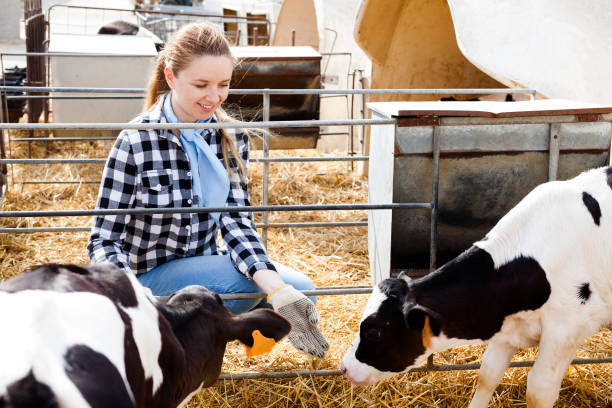 istock Female farm worker feeding calves 1208901517