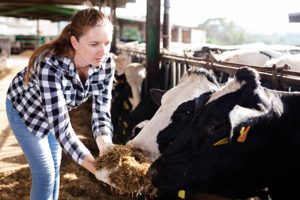 istock Woman working on dairy farm 1208901523
