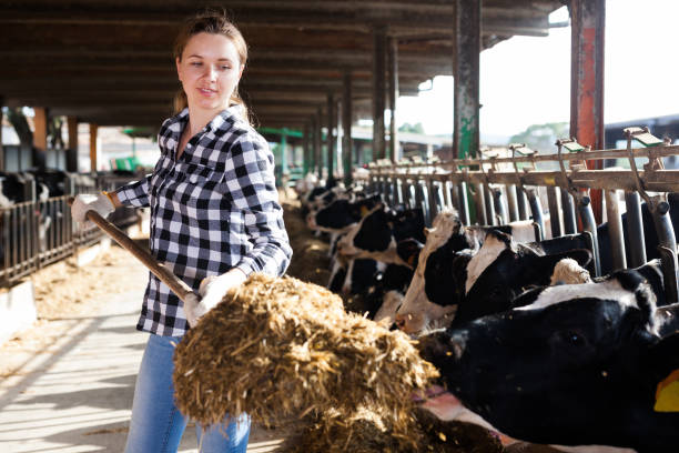 istock Woman working on dairy farm 1208901530