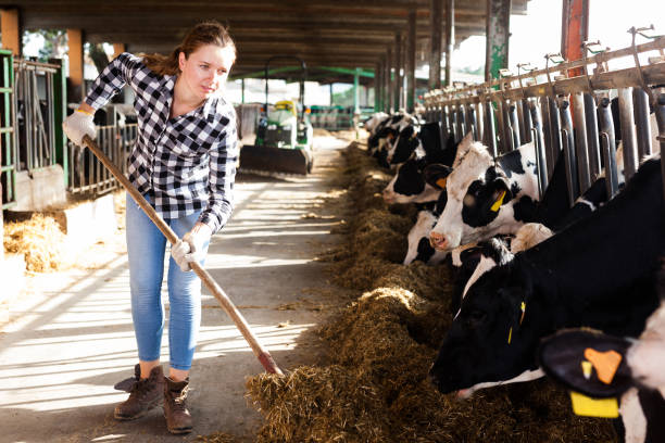 istock Woman working on dairy farm 1208901533