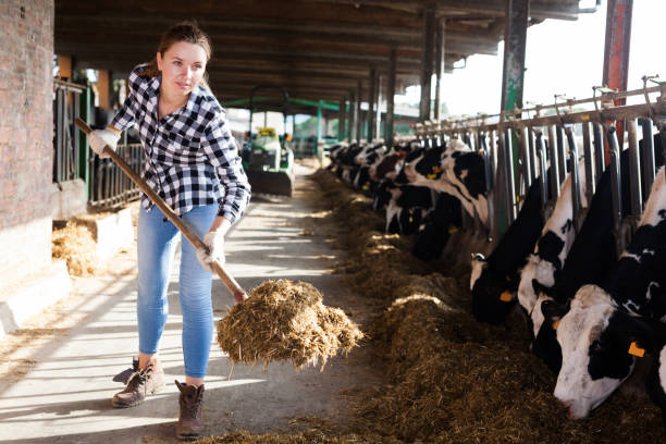istock Woman working on dairy farm 1208901534