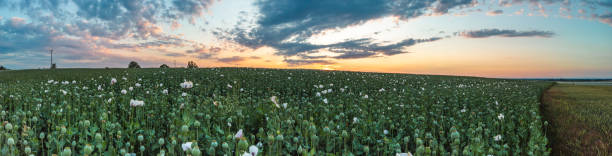 istock Beautiful poppy field at sunset 1208905285