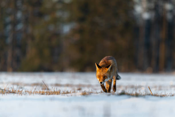 istock Red Fox (Vulpes Vulpes) running on a meadow covered with snow 1208905344