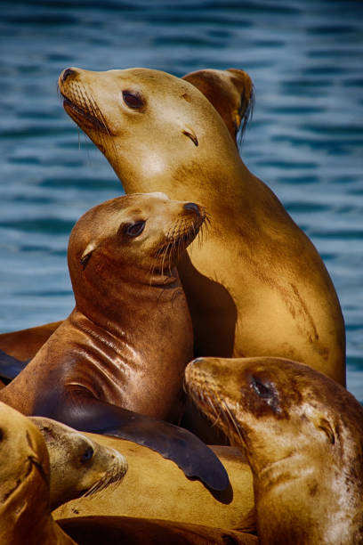 California Sea Lions. San Francisco USA