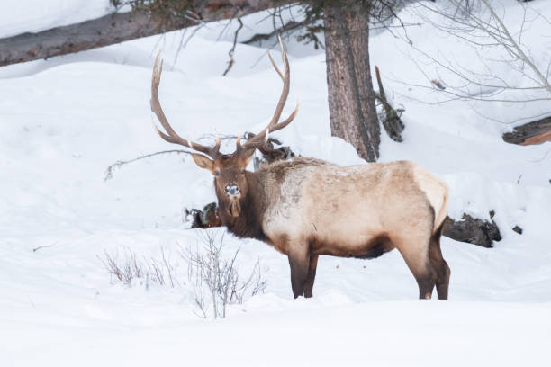 istock Bull elk, facing camera and looking for grass under deep snow in subzero temperature in Yellowstone 1208909301