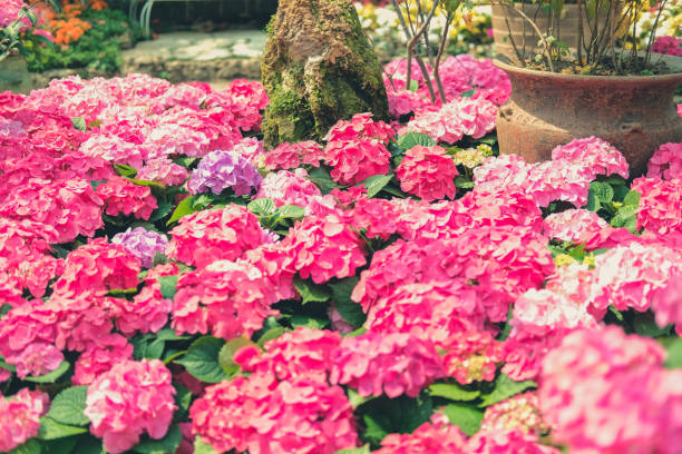 istock blooming pink hydrangea growing in flower garden 1208910006