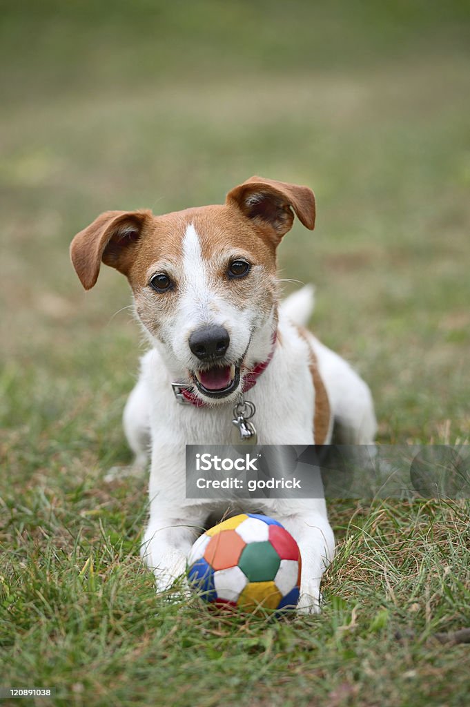 Parson Jack Russell terrier with collar and ball Parson Jack Russell Terrier playing with a ball on the grass Terrier Stock Photo