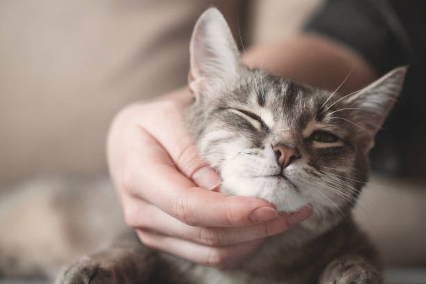 istock gray striped cat with womans hand on a brown background. 1208910386