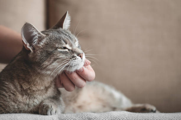 istock gray striped cat with womans hand on a brown background. 1208910429