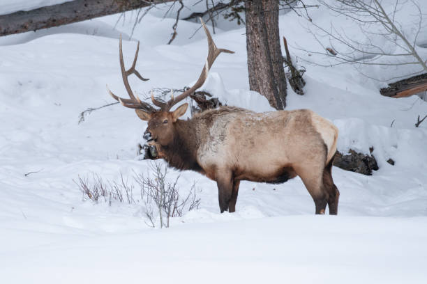 istock Bull elk, facing camera and looking for grass under deep snow in subzero temperature in Yellowstone 1208910814