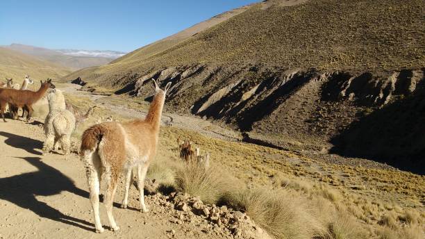 istock alpacas and llamas looking towards a stream of water 1208911650