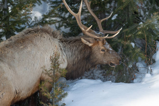 istock Bull elk, side view and looking for grass under deep snow in subzero temperature in Yellowstone 1208912743