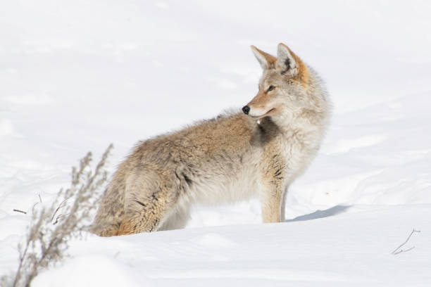 istock Coyote looking for a vole or mouse under the snow 1208913802