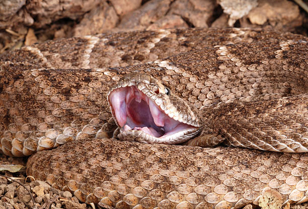 istock Portrait of a Rattlesnake. 120891503