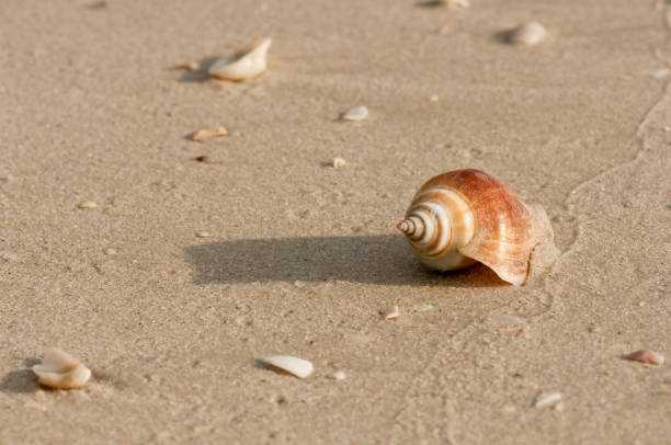 Sea Shell on the beach stock photo